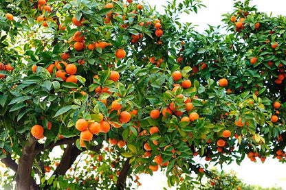 Cara Cara Orange Seeds for Planting
