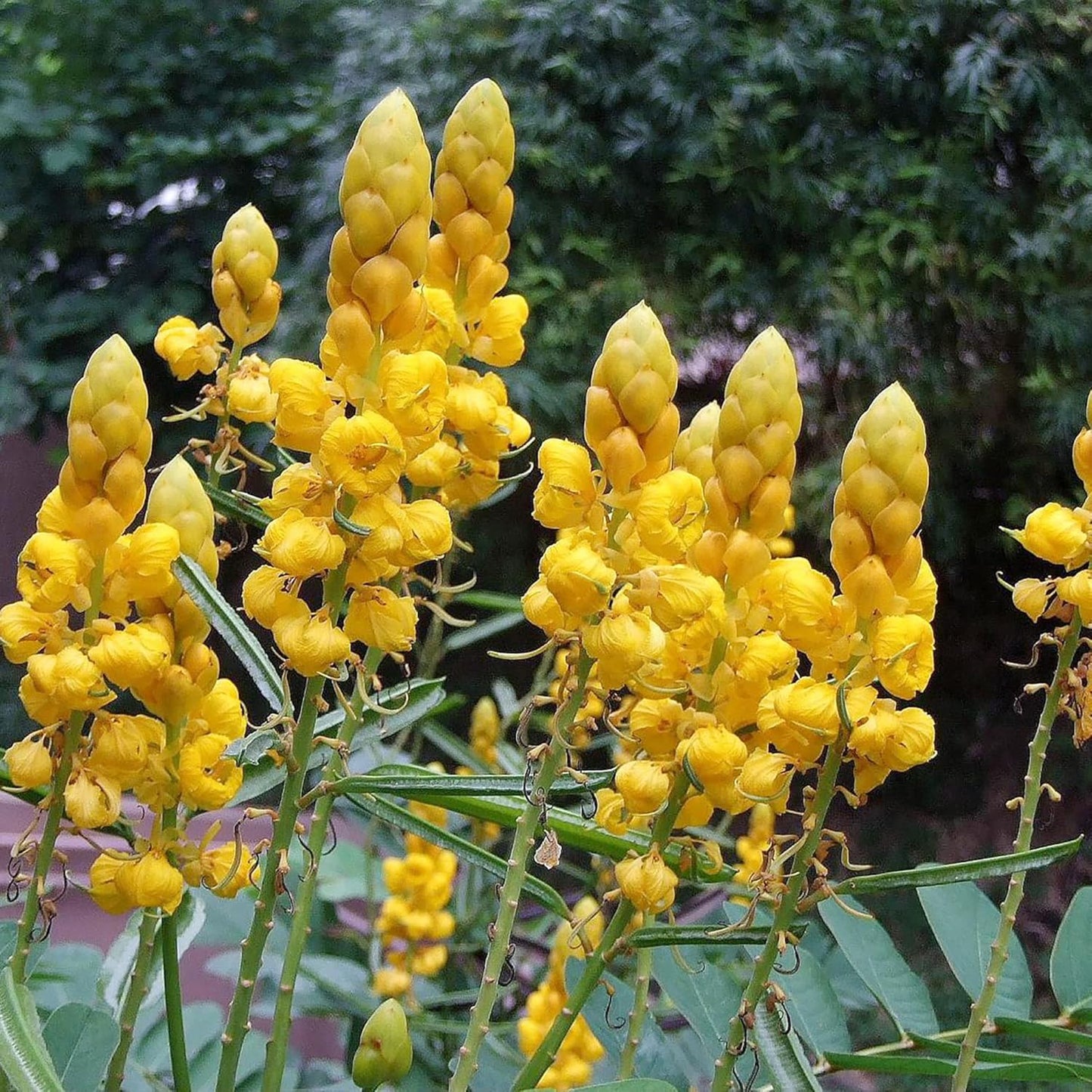 Senna Alata Flower Seeds – Golden Yellow Candle Bush for Planting