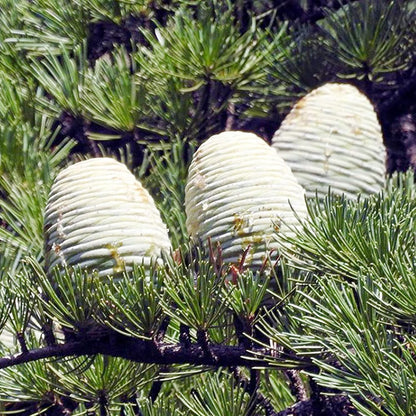 Cedrus libani Seeds for Planting – Cedar of Lebanon Evergreen Tree