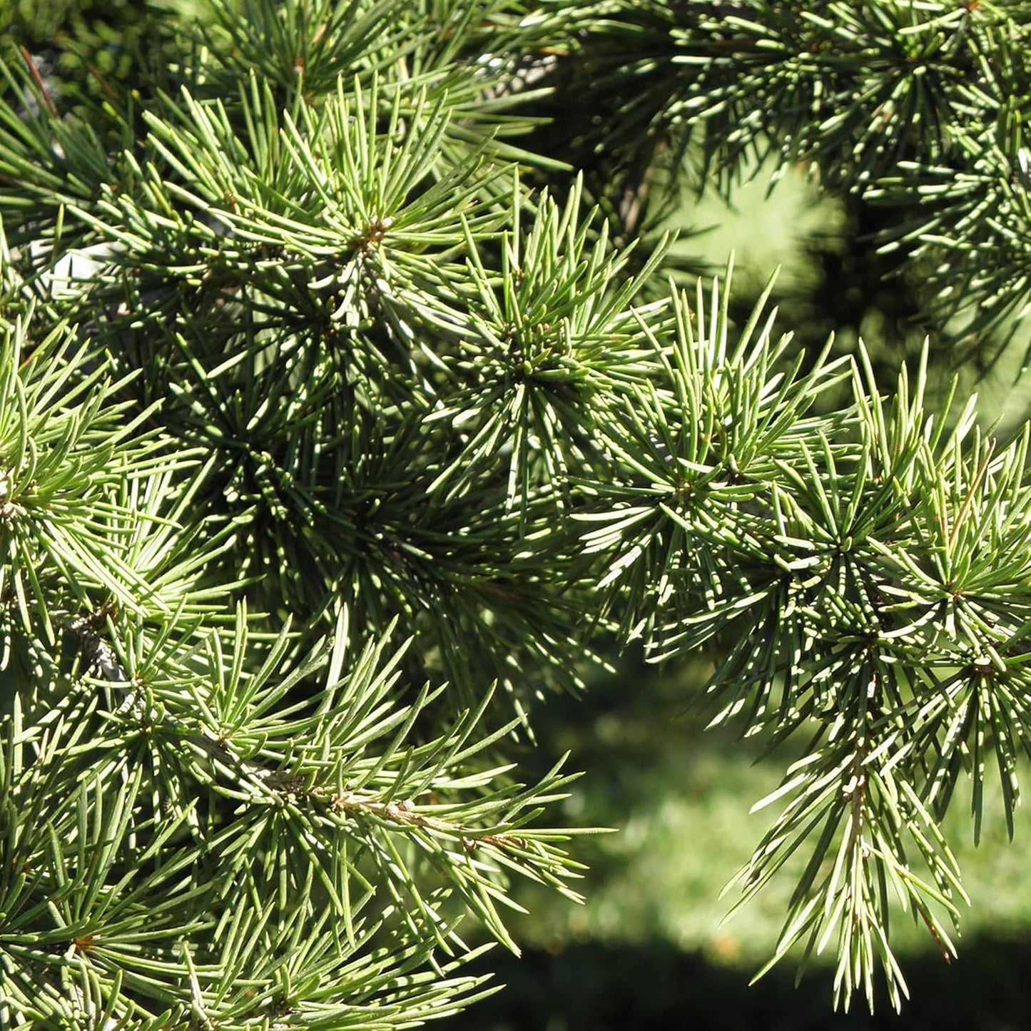 Cedrus libani Seeds for Planting – Cedar of Lebanon Evergreen Tree