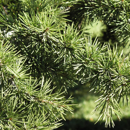 Cedrus libani Seeds for Planting – Cedar of Lebanon Evergreen Tree