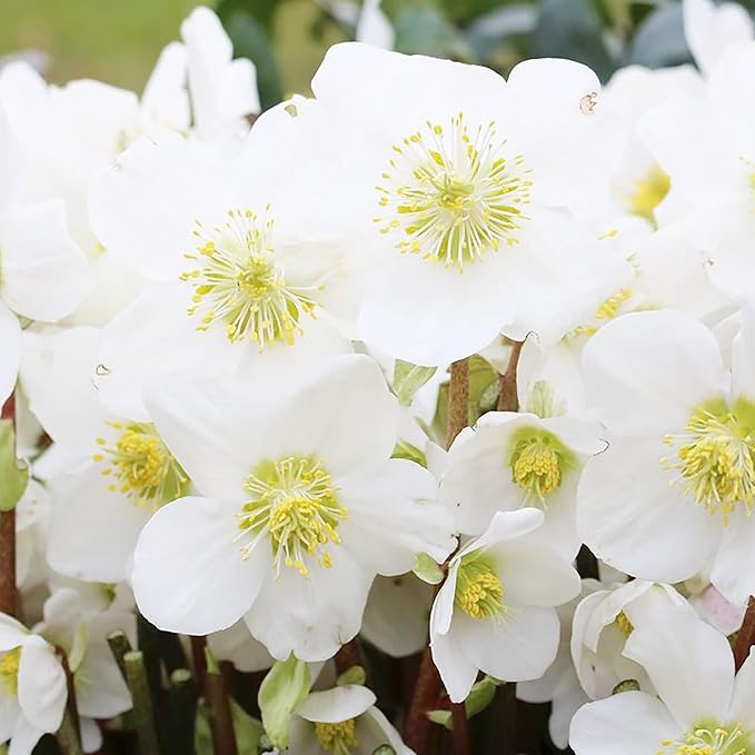 Christmas Rose Seeds - Helleborus Niger Flower Seeds for Garden