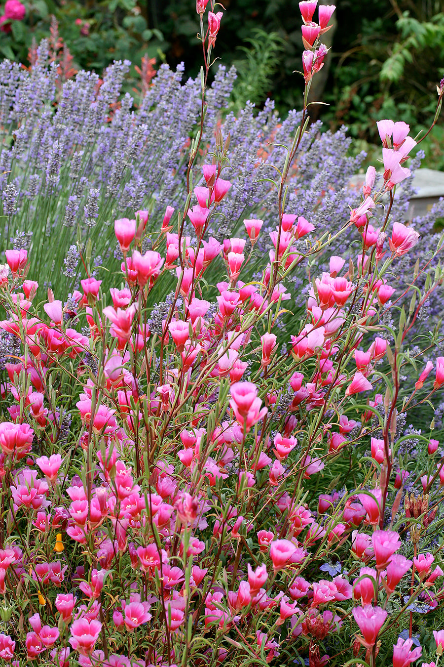 Pink Clarkia Amoena Flower Seeds – 100 pcs
