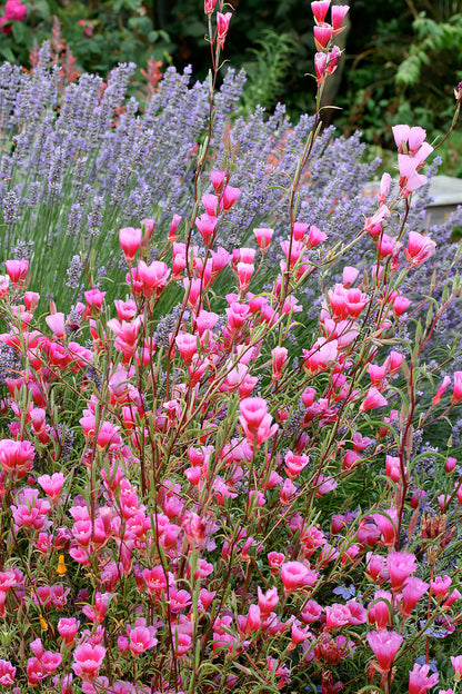 Pink Clarkia Amoena Flower Seeds – 100 pcs