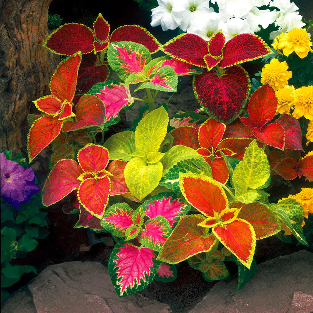 coleus-wizard-sunset-seeds-for-garden-planting