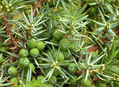 Common Junipers Seeds Juniperus Communis Screening Evergreen Border