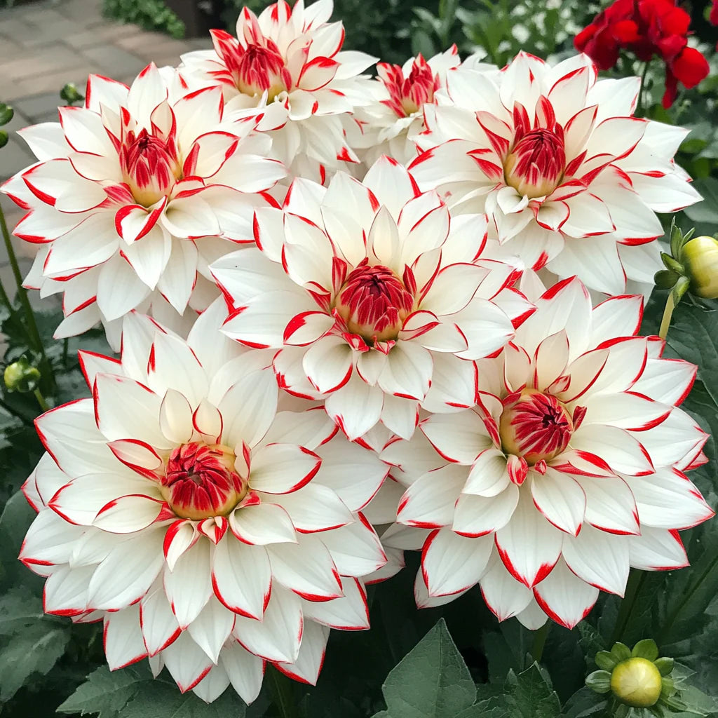 Mixed White and Red Dahlia Flower Seeds - Dahlia Flower Seeds for Garden