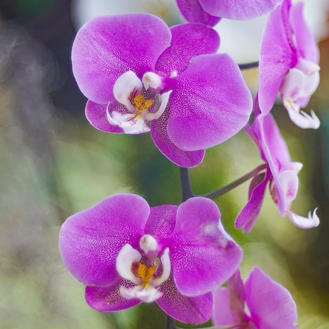 Cymbidium Orchid Seeds for Indoor and Outdoor Growing
