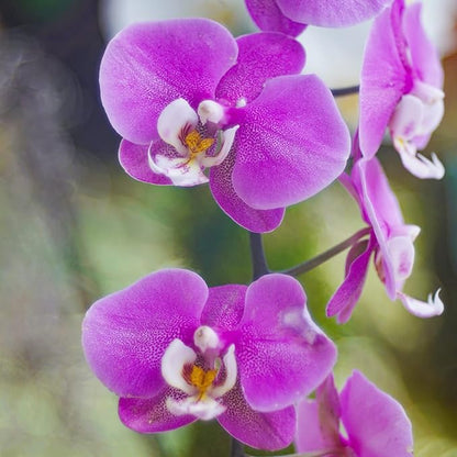 Cymbidium Orchid Seeds for Indoor and Outdoor Growing