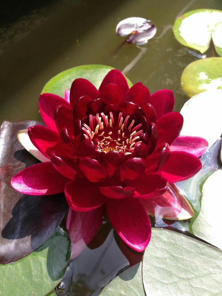 waterlily-lotus-kamal-flower-seeds-red-non-gmo-eco-pack