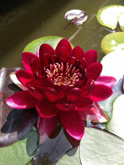 Waterlily Lotus Kamal Flower Seeds Red Non-GMO Eco-Pack