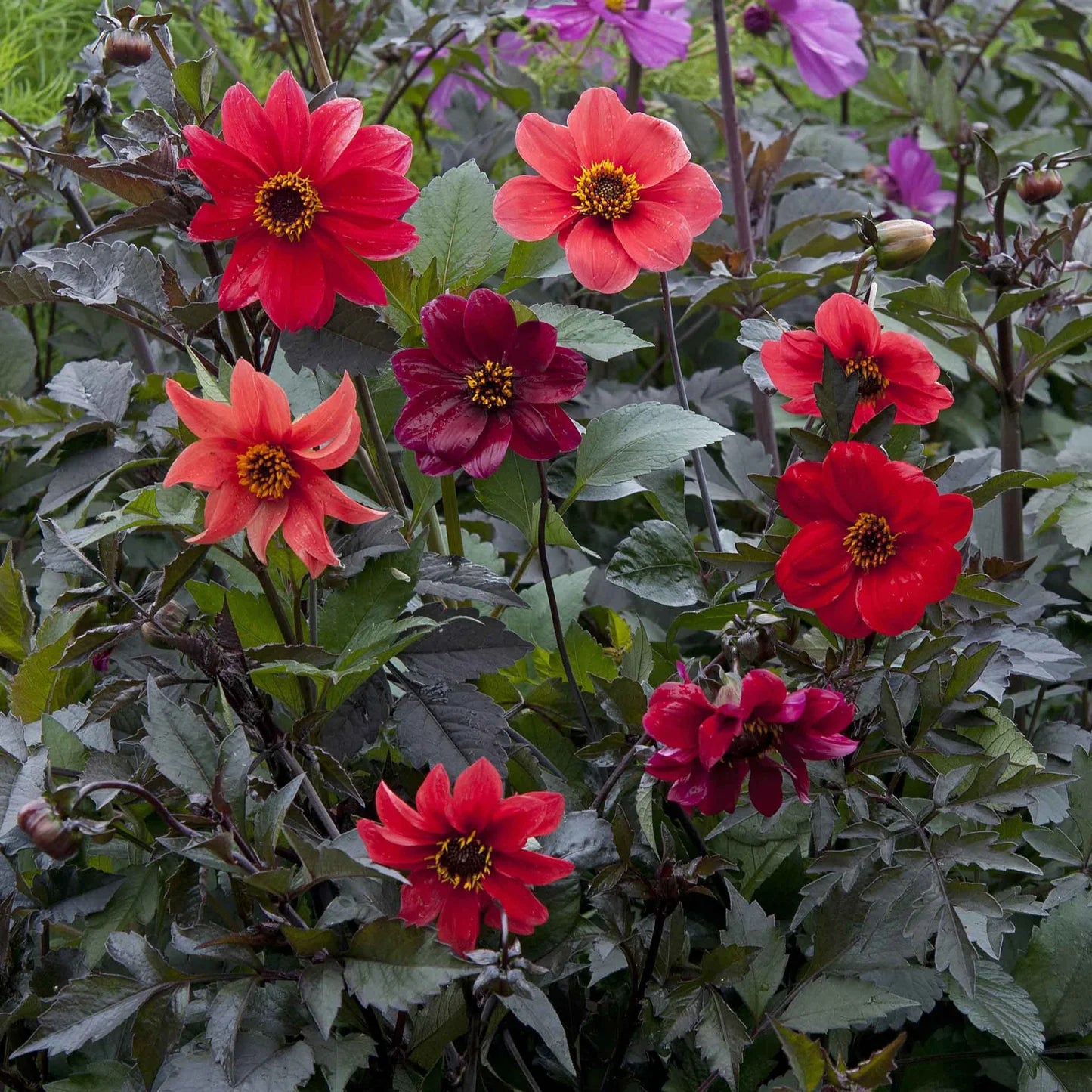 dahlia-bishops-children-seeds-dahlia-flower-seeds-for-garden