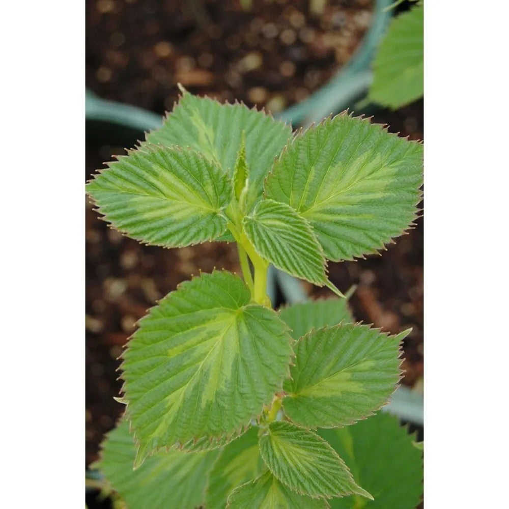 Davidia involucrata Tree Seeds for Planting – Dove Tree Blooms