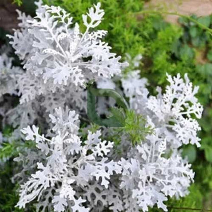 NM Cineraria Maritima Silver Dust Seeds for Garden Planting