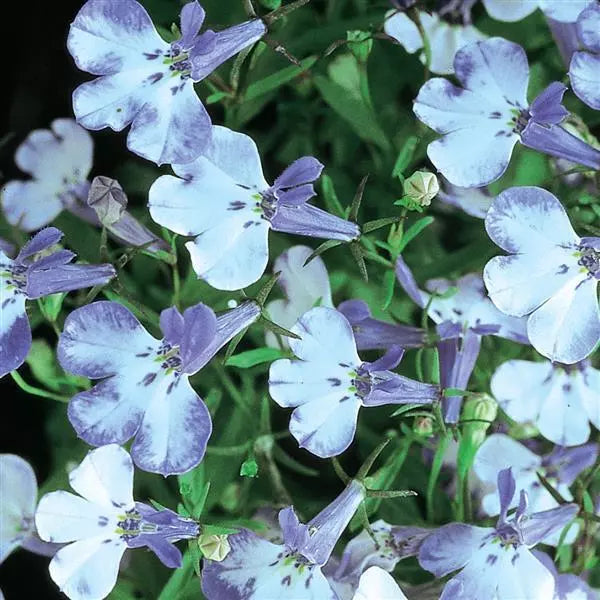 Riviera Blue Splash Lobelia Seeds for Garden Planting