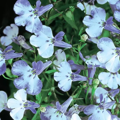 Riviera Blue Splash Lobelia Seeds for Garden Planting