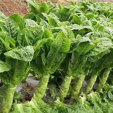Asparagus Mary Washington Argenteuil Seeds for Planting – Gardening Seeds
