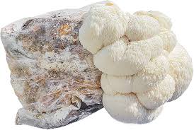 Lions Mane Mushroom Seeds for Planting – Grow Kit for Home Cultivation