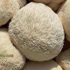 Lions Mane Mushroom Seeds for Planting – Grow Kit for Home Cultivation