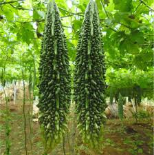 Indian Long Bitter Gourd Seeds for Planting