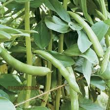 Coles Dwarf Seeds Premium Quality Seeds for Planting Garden & Growing Dwarf Vegetables