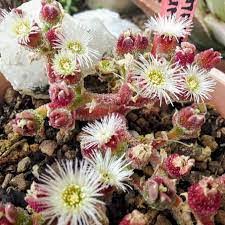 Ice Plant Mesembryanthemum crystallinum Seeds for Garden Planting