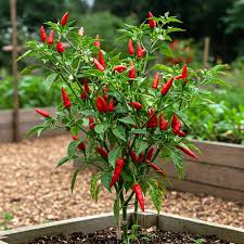 Peter Pepper Red Hot Pepper Seeds for Planting – Unique Heirloom Chili for Home Gardening