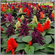 Salvia Dwarf Reddy Formula Mixed Hybrid Seeds - Salvia Flower Seeds for Garden