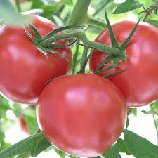Amelia Tomato Seeds for Planting
