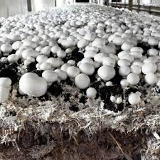 white-button-mushroom-seeds-spawn-grow-fresh-versatile-mushrooms-at-home