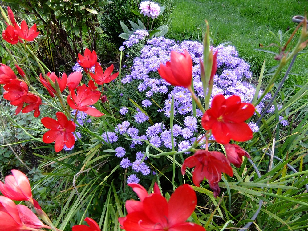 Schizostylis Mixed Colours Flower Seeds for Planting