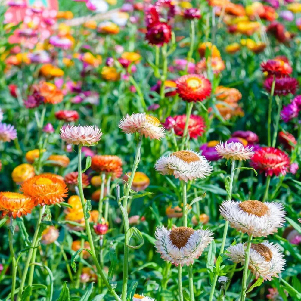Everlasting Daisy Mixed Flower Seeds for Planting