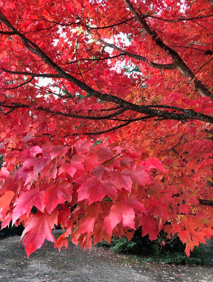 Red Oak Tree Seeds for Planting