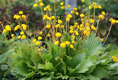 Calceolaria Falklandica Flower Seeds for Garden Planting