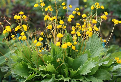 Calceolaria Falklandica Flower Seeds for Garden Planting