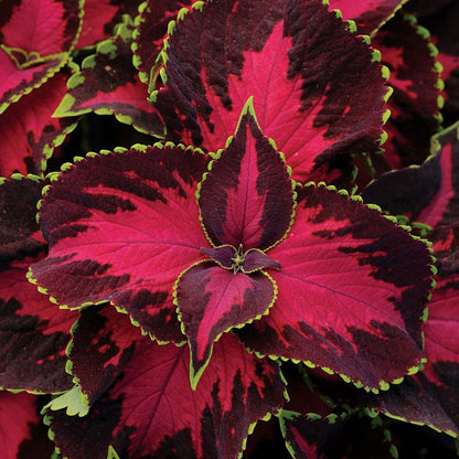 Sun Chocolate Covered Cherry Coleus Seeds for Garden Planting
