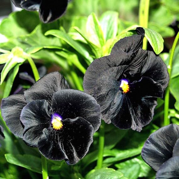 black-pansy-flower-seeds-black-pansy-flower-seeds-for-garden