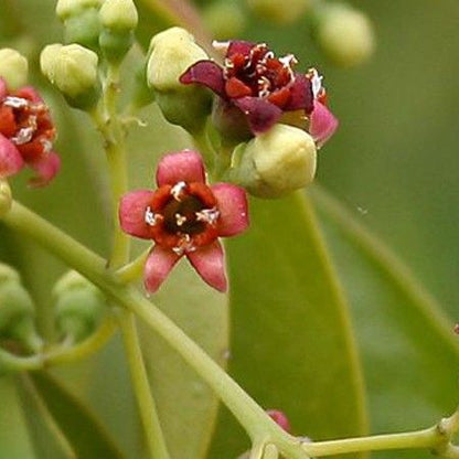 Santalum album Seeds - Indian Sandalwood Tree
