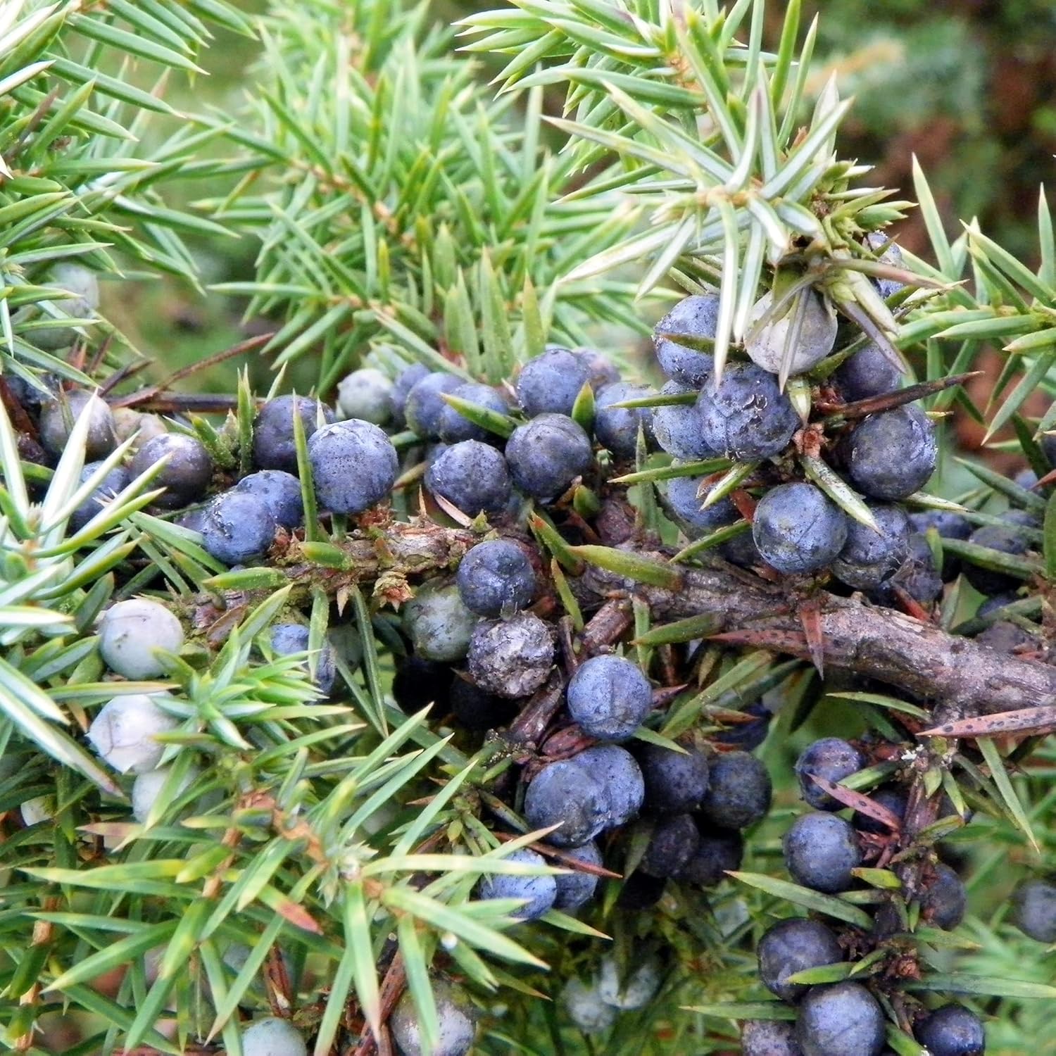 common-junipers-seeds-juniperus-communis-screening-evergreen-border