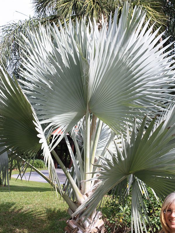 bismarck-palm-seeds-bismarckia-nobilis-drought-tolerant-tree