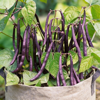 Purple King Seeds for Planting High Quality Organic Seed Varieties