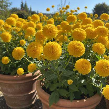 Trollius Europaeus Seeds for Garden Planting