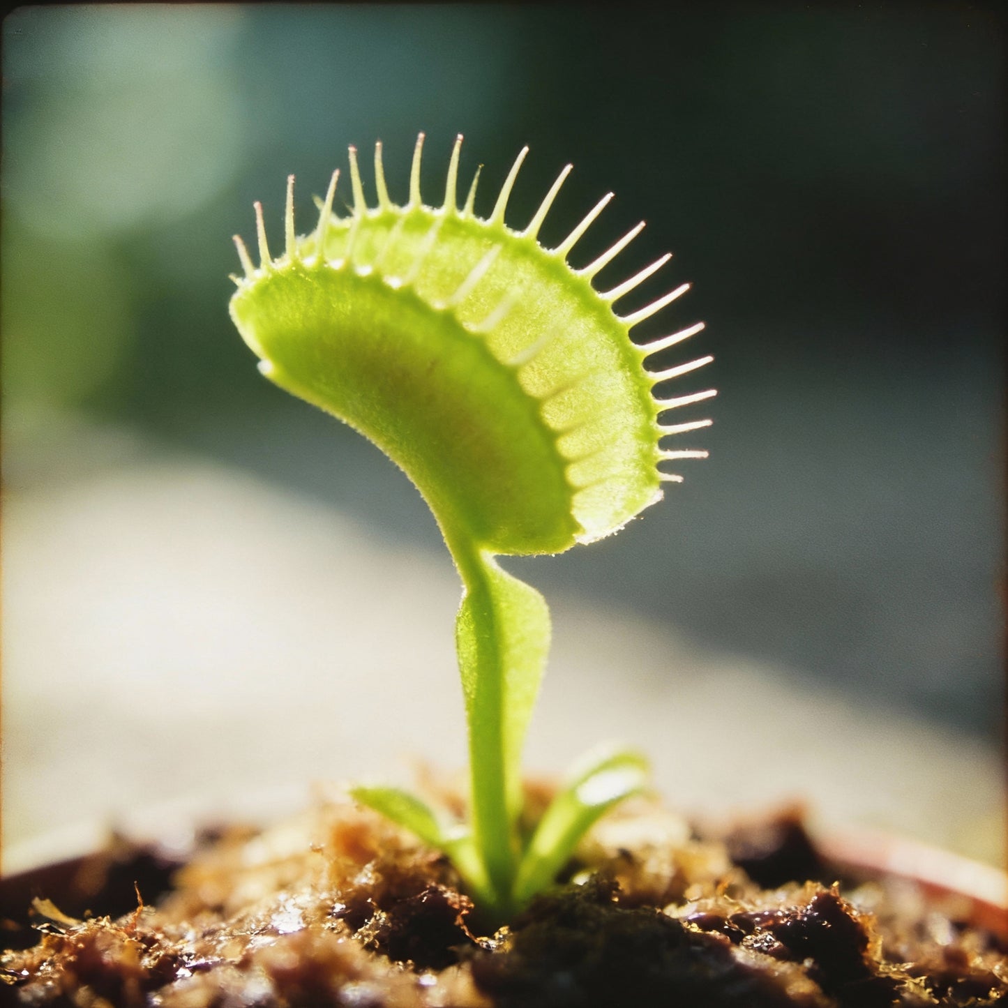 Venus Flytrap Seeds – Dionaea muscipula Carnivorous Plant for Home & Garden