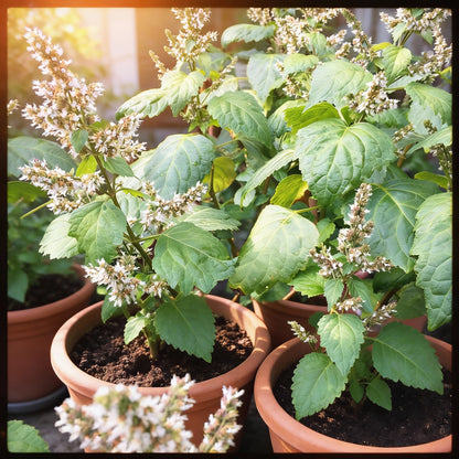 Patchouli Seeds – Aromatic Herb for Gardens & Containers