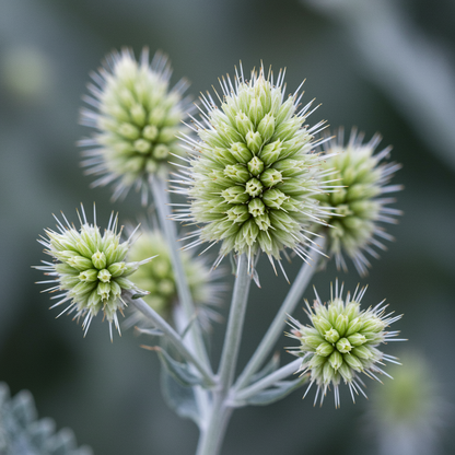 Acaena Caesiiglauca Seeds for Garden Planting