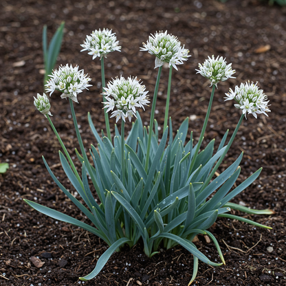 Allium Basalticum Silver Seeds – Hardy Perennial Spring Flowering Onion Seeds