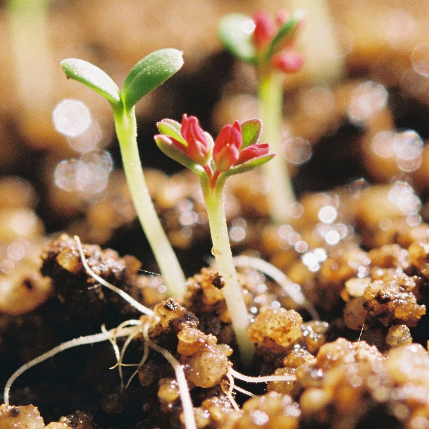 Anthyllis Vulneraria Coccinea Seeds for Garden Planting