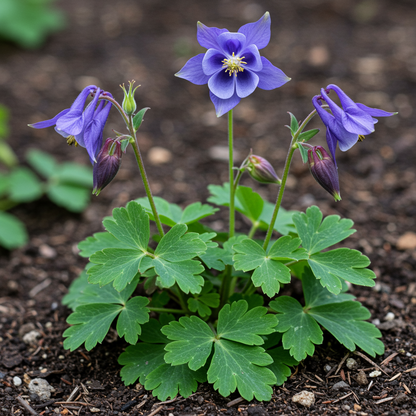 Aquilegia Clematiflora Blue Seeds for Garden Planting