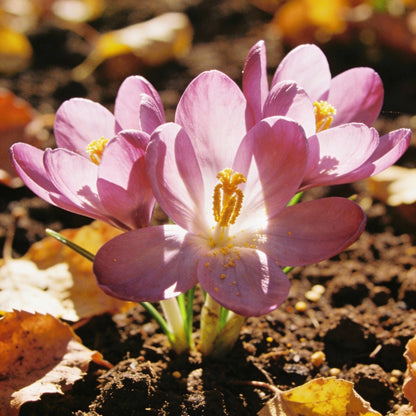 Autumn Crocus Seeds Colchicum autumnale for Garden Planting