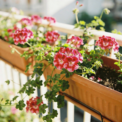 Semi Geranium Saturn Stars Flower Seeds for Garden Planting